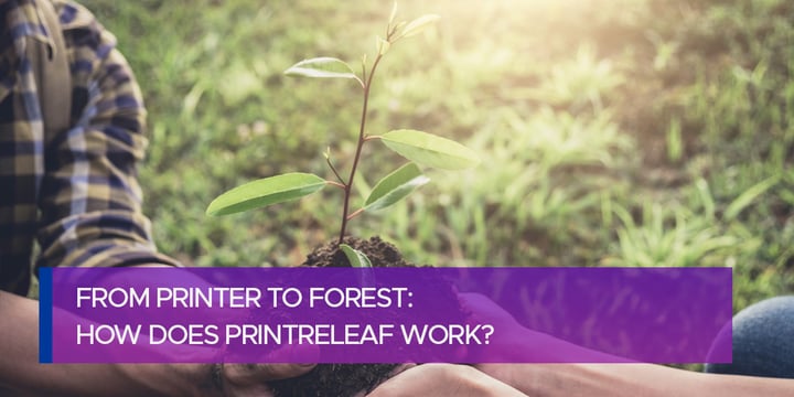 From Printer to Forest: How Does PrintReleaf Work?